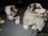 comp_dsc03042