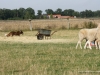 cimg_0160
