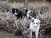 comp_dsc03178