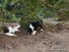 comp_dsc03378