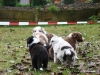 comp_dsc02077