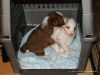 comp_dsc02206