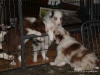 comp_dsc02274