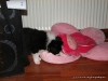 comp_dsc02411