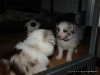 comp_dsc02443