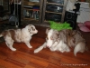 comp_dsc02484