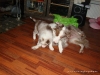 comp_dsc02485