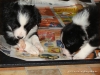 comp_dsc02521