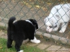 comp_dsc02737