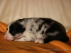 cIMG_1175