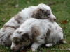 cimg_4520