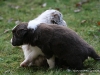 cimg_4525