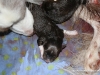 cimg_3387