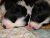 comp_dsc01661