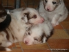 comp_dsc01767