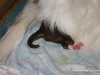 cimg_3509