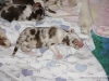 cimg_3571