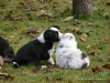 comp_dsc01783