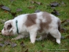 comp_dsc01831