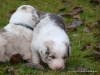 comp_dsc01847