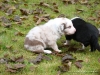 comp_dsc01859