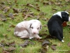comp_dsc01861