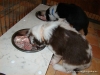 comp_dsc01883