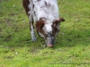 cIMG_3267