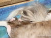 cimg_3702