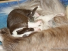 cimg_3718