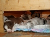 comp_dsc01887