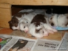 comp_dsc01890