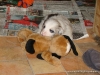 comp_dsc01894