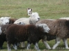 comp_dsc00389a