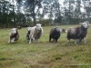 comp_dsc00419