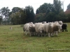 comp_dsc00428