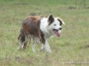 comp_dsc00443