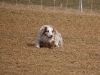 0ferret6mk627148x9