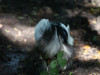 c1IMG_0155