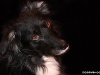 c_img_9661