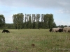 comp_dsc00534