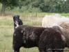 comp_dsc00624