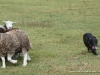 comp_dsc00639