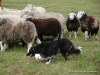 comp_dsc00641