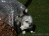 c1IMG_7420